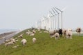 Grazing sheep near windmills along a dutch Royalty Free Stock Photo