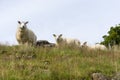 Grazing sheep in Norway Royalty Free Stock Photo