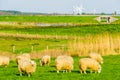 Grazing sheep in pasture of schakerloopolder in Tholen city, countryside landscape in Zeeland, The netherlands