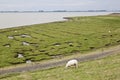 Grazing sheep at the Punt van Reide, North Netherlands