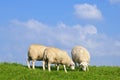 Grazing sheep on the river Oude Maas embankment