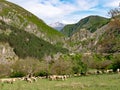 Grazing Sheep with the Sharr Mountains Seen from the Prizren Fortress, Kosovo