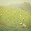 Grazing Sheep Royalty Free Stock Photo