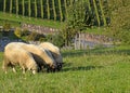 Grazing sheep Royalty Free Stock Photo