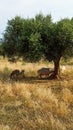 Grazing sheep under olive tree at sunset Royalty Free Stock Photo