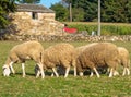 Grazing sheep - Ventas de Naron Royalty Free Stock Photo