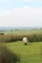 Grazing sheep