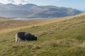 Grazing sheep and view to Lake EiÃÂ°i on Eysturoy, Faroe Islands, Denmark Royalty Free Stock Photo