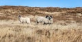 Grazing sheep in Yorkshire moorland Royalty Free Stock Photo