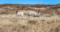 Grazing sheep in Yorkshire moorland Royalty Free Stock Photo