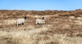 Grazing sheep in Yorkshire moorland Royalty Free Stock Photo