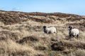 Grazing sheep in Yorkshire moorland Royalty Free Stock Photo
