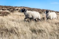 Grazing sheep in Yorkshire moorland Royalty Free Stock Photo