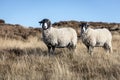 Grazing sheep in Yorkshire moorland Royalty Free Stock Photo