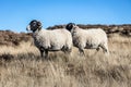 Grazing sheep in Yorkshire moorland, Royalty Free Stock Photo