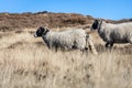 Grazing sheep in Yorkshire moorland, Royalty Free Stock Photo