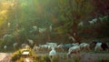Grazing sheep and goat in valleys of Pre-Himalayas