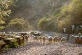 Grazing sheep and goat in valleys of Pre-Himalayas