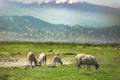 Grazing sheeps in the meados and a snowy mountain on the background in spring season Royalty Free Stock Photo