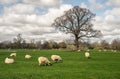 Grazing sheeps near a big oak tree