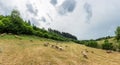 The grazing sheeps on a pasture