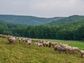 The grazing sheeps on a pasture