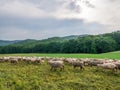 The grazing sheeps on a pasture