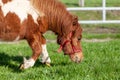 Grazing Shetlandpony on a green meadow Royalty Free Stock Photo