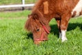 Grazing Shetlandpony on a green meadow Royalty Free Stock Photo