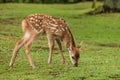 Grazing sika deer fawn