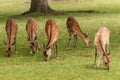 Grazing sika deer hinds Royalty Free Stock Photo
