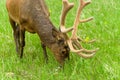 Grazing Spring Bull Elk Royalty Free Stock Photo