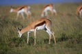 Grazing springbok antelopes Royalty Free Stock Photo