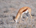 Grazing springbok