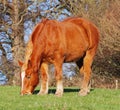 Grazing Suffolk Punch Heavy Horse