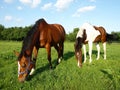 Grazing Thoroughbred Horses