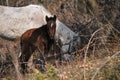 Grazing thoroughbred horses in the countryside. Large thoroughbred white and gray horse and small brown colt graze in forest and