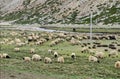 Grazing in Tibet