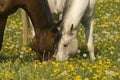 Grazing together