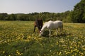 Grazing together Royalty Free Stock Photo