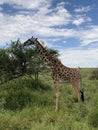 Grazing on trees Serengeti Giraffe, Tanzania, AFrica