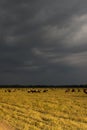 Grazing under thunder clouds in Masai Mara, Kenya Royalty Free Stock Photo