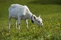 Grazing unhorned Saanen goat Royalty Free Stock Photo