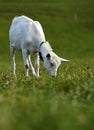 Grazing unhorned Saanen goat Royalty Free Stock Photo