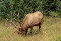 Grazing wapiti bull at the edge of the forest