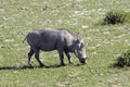 Grazing warthog