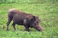 Grazing warthog