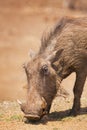 Grazing warthog in Kruger National Park, South Africa