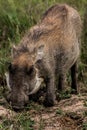 Grazing warthog