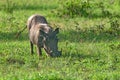 Grazing warthog in savannah